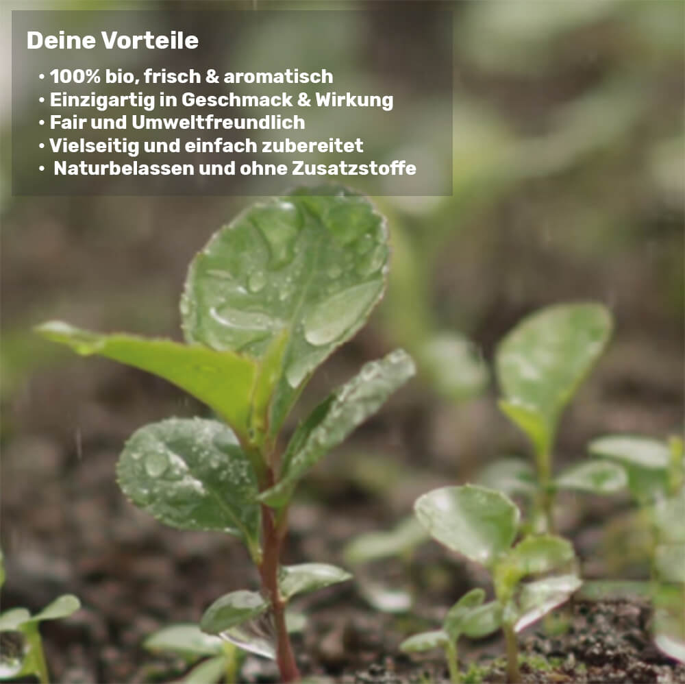 Organic mate powder green.